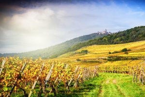 A vineyard in the elsass region, with vibrant yellow leaves. The elsass is located right next to the black forest, where the hotel SCHWARZWALD PANORAMA is at.