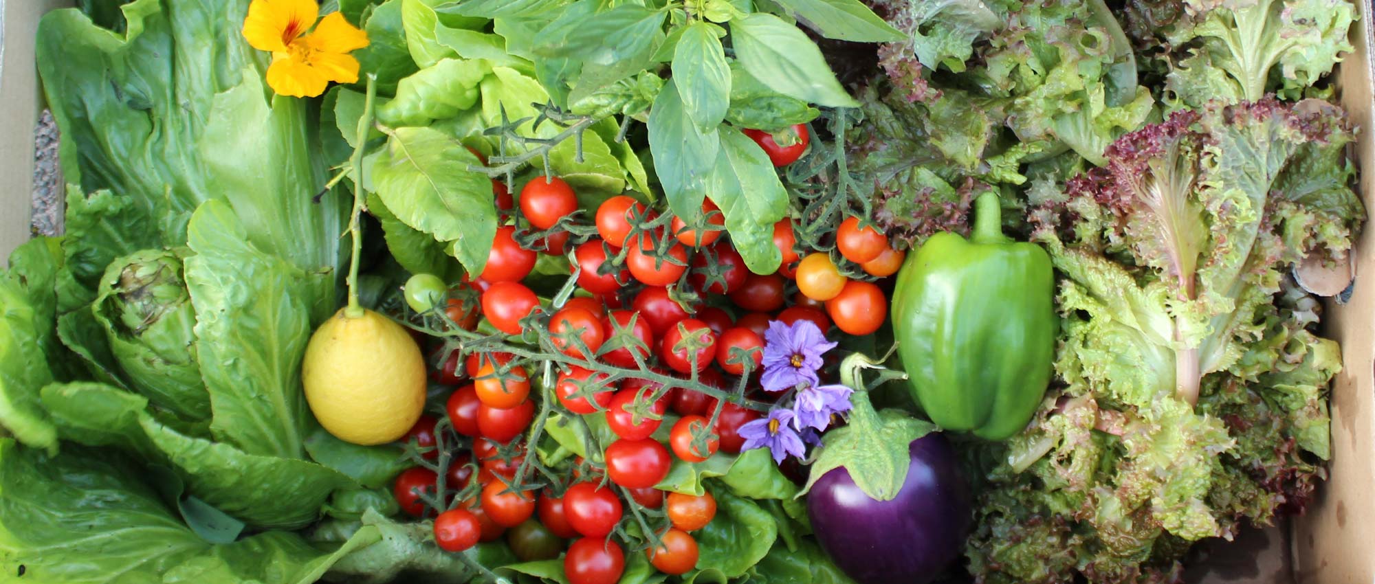 Eine bunte Gemüseauswahl aus Tomaten, Paprika, Aubergine und Salat, zu finden im Naschgarten vom Genusshotel SCHWARZWALD PANORAMA.