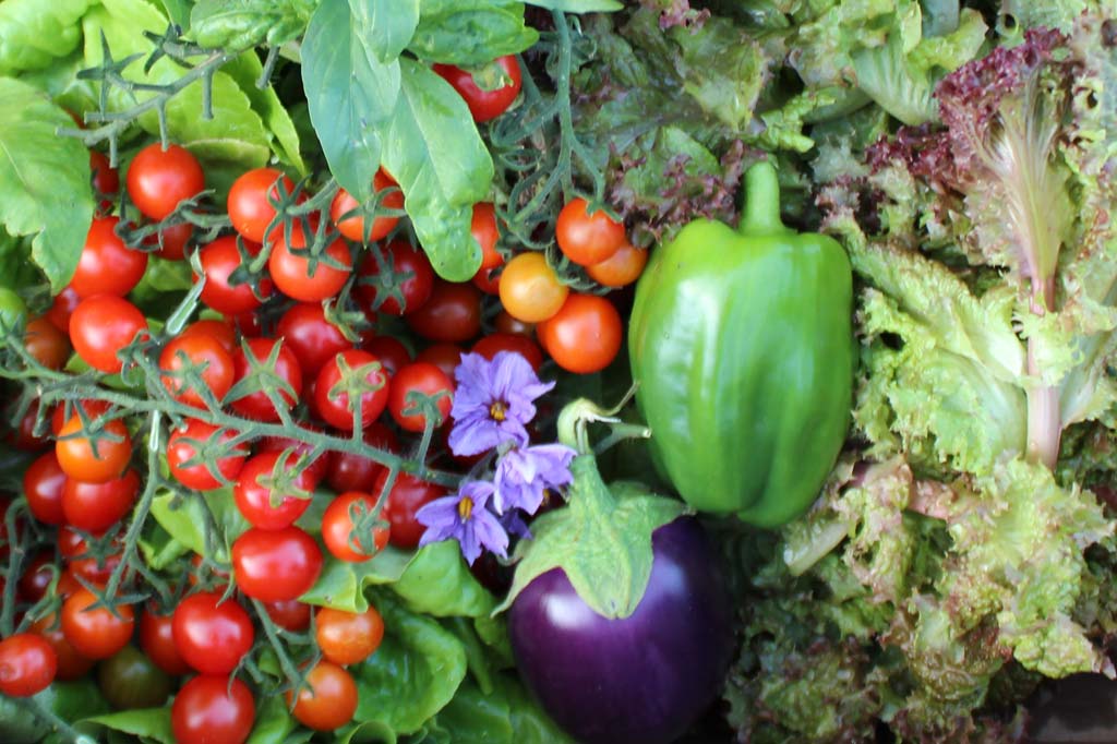Eine bunte Gemüseauswahl aus Tomaten, Paprika, Aubergine und Salat, zu finden im Naschgarten vom Genusshotel SCHWARZWALD PANORAMA.